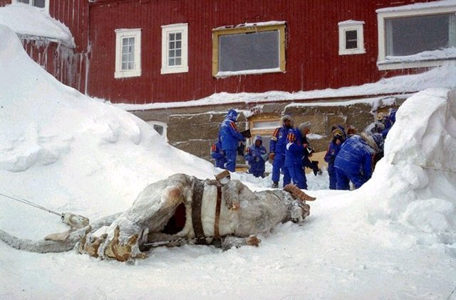Ein totes Tauntaun neben dem Hotel